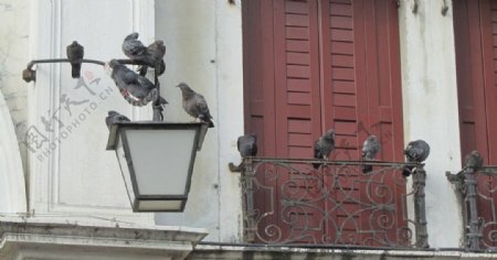 圣马可广场的鸽子