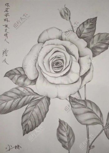 素描183183玫瑰花