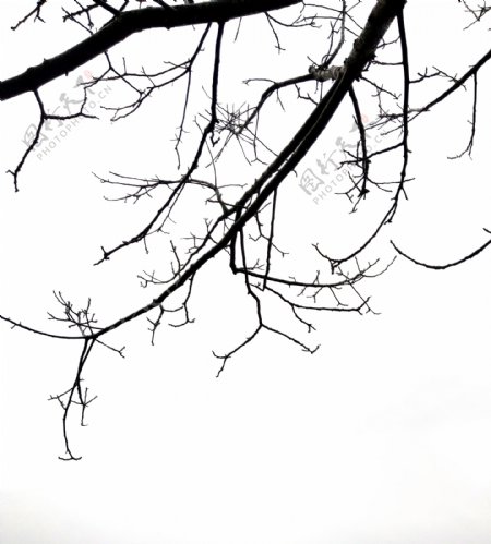 树枝剪影枝桠枯枝冬天