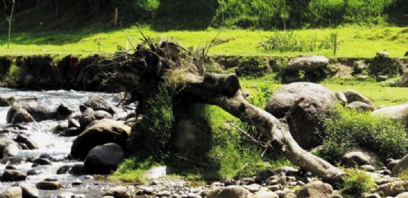 石头树干河哥伦比亚