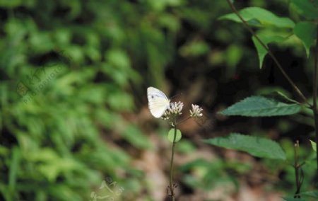 甘蓝白色的蝴蝶昆虫