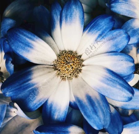 蓝白菊花