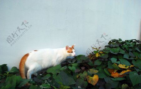 动物猫白色毛皮可爱