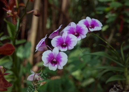 兰花白紫色鲜花植物区系