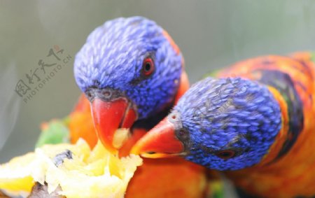色彩缤纷鸟爱自然动物