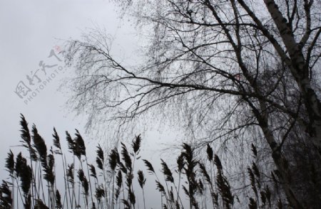 芦苇树雾冬天气氛