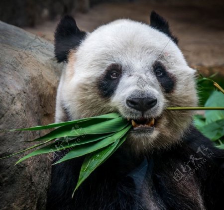 国宝熊猫吃竹子