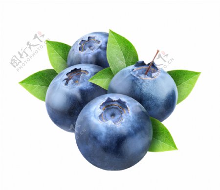 蓝莓水果图案
