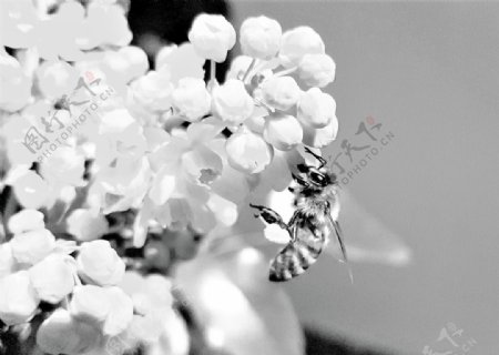 蜜蜂在鲜花里采花蜜