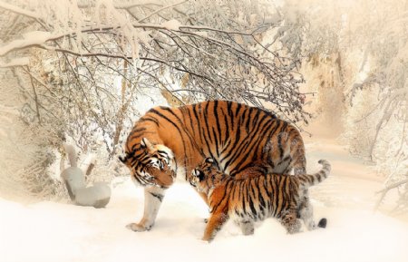 雪地中嬉戏打闹的老虎
