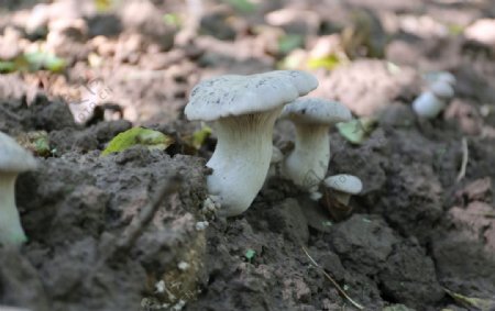 香菇菌食用菌摄影蘑菇