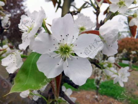 春天白色的梨花盛开了