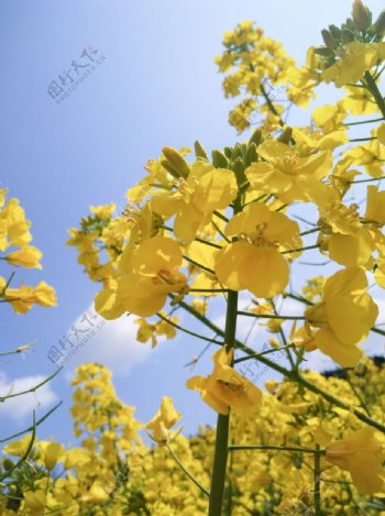 菜花春天农作物黄色花朵