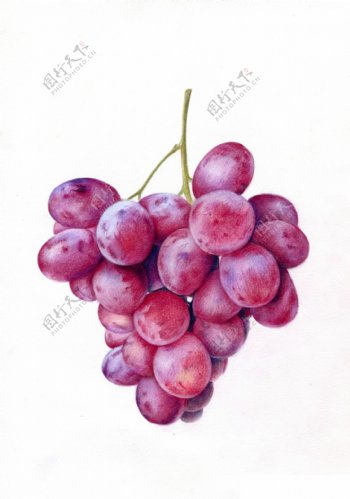 紫色水果葡萄