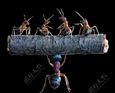 蚂蚁团队