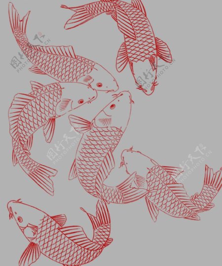 鱼鲤鱼线条图案