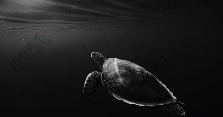 海龟乌龟游动