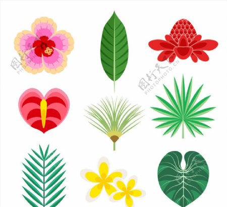 彩色热带花卉和叶子矢量素材