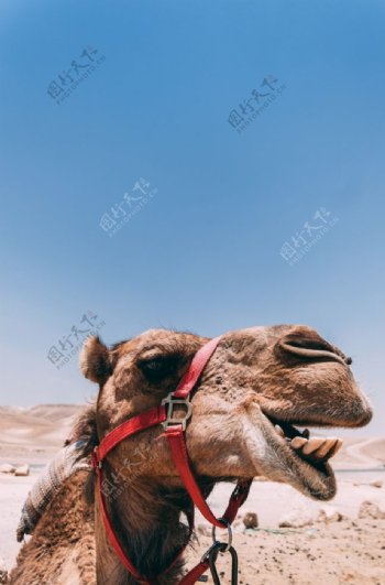 骆驼沙漠之舟