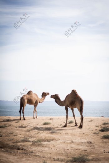 骆驼与海洋