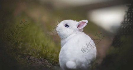 可爱兔子思考人生
