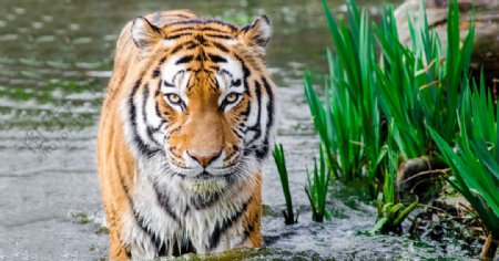 宠物动物合集老虎洗澡