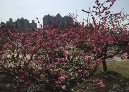 公园里盛开的樱花