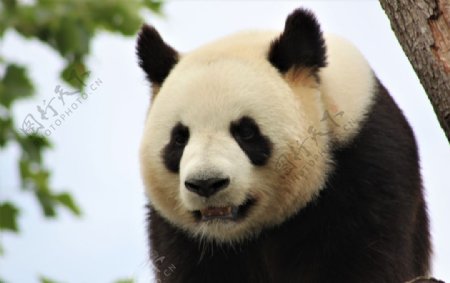 熊猫大熊猫可爱呆萌