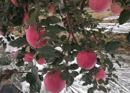 静宁苹果果园苹果树红苹果