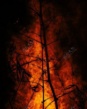 森林灾难大火