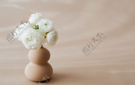 漂亮的白牡丹花朵