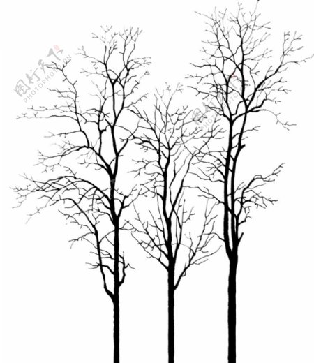 冬树枯树造型树干树树图片