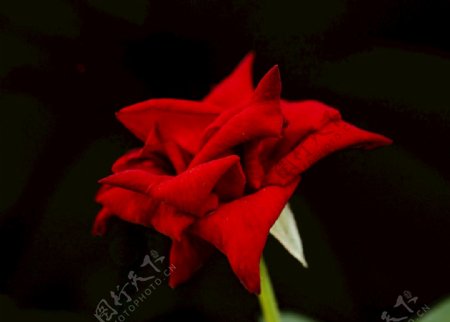 黑色背景蔷薇