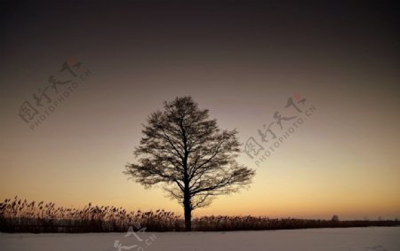 雪原上的一棵孤独的树图片