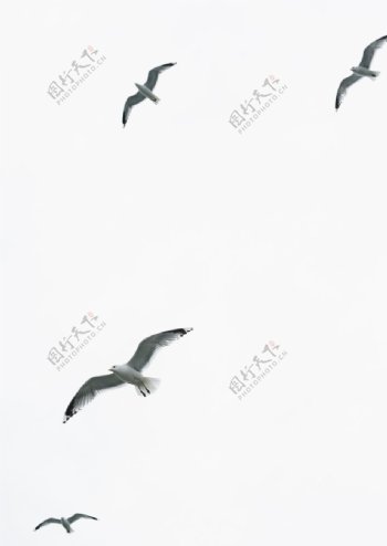 飞翔海鸥海鸟