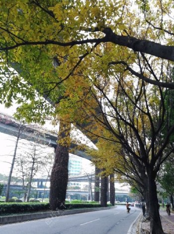 秋天树木风景
