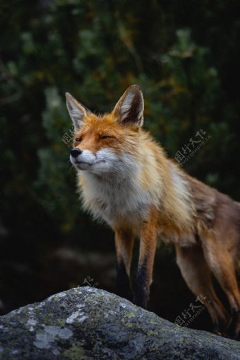 动物狐狸图片