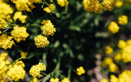 盛开的小黄花图片