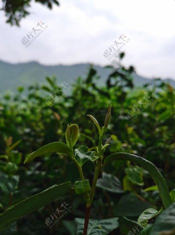 茶叶嫩芽图片
