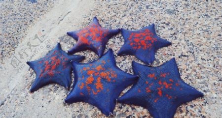 海边摄影图蓝色斑点海星摄影图图片