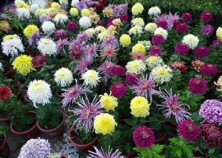 色彩斑斓的菊花图片