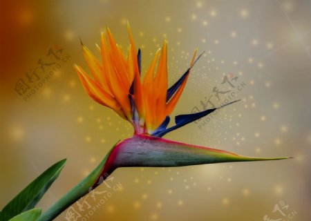漂亮的鹤望兰鲜花图片