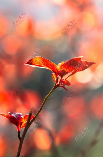 秋天枫叶红色背景海报素材图片