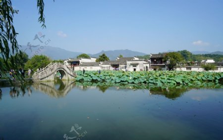 黄山宏村南湖荷塘画桥和建筑景色图片