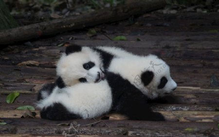 大熊猫可爱宝宝动图片