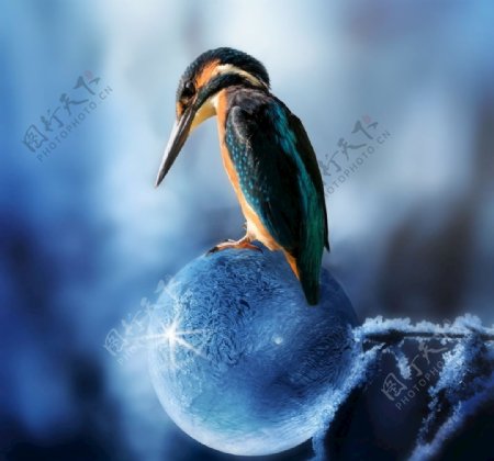光鸟水冬季动物图片