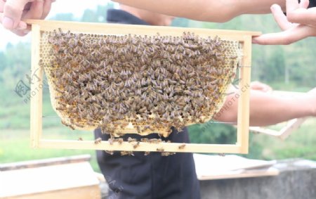 蜂脾养蜂图片