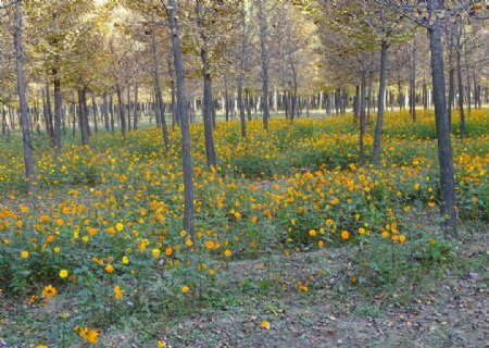 树林里的小黄花图片