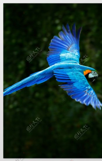 蓝色鹦鹉生物背景海报素材图片