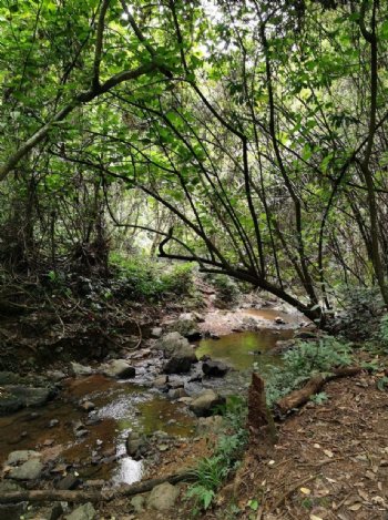 原始森林里的小溪流图片